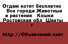Отдам котят бесплатно  - Все города Животные и растения » Кошки   . Ростовская обл.,Шахты г.